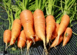А морковка-то усохла…