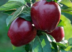 Сорта яблок, которые заставят соседей позеленеть от зависти