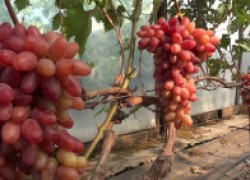 Казанова и Карнавал – виноградные новинки