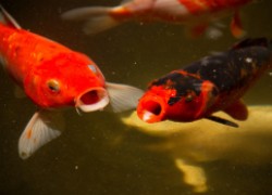Аноксия у рыб: недостаток кислорода