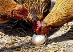 Почему куры расклевывают свои яйца