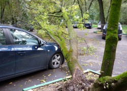 Что делать, если дерево упало на автомобиль