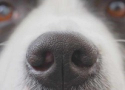 Сухой нос у собаки – признак болезни?
