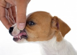 Нарушение смены зубов у собак