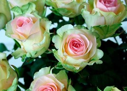 Долгоцветущие сорта роз – какие сорта выбрать чтобы радовали все лето