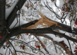 Если ветка сломалась: нужно ли ремонтировать дерево зимой…