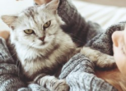 Зачем кошки ложатся на больное место