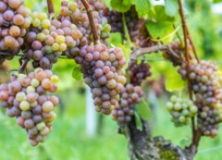 Виноград: «соавторы» урожая