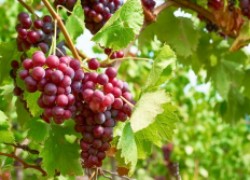 Уплотненная посадка винограда