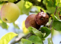 Почему яблоки гниют прямо на ветвях