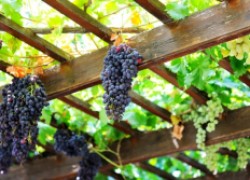 Коллекции сортов и выращивание винограда на продажу