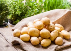 Оздоравливаем картофель на свету