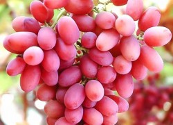 Сорт винограда Пестрый