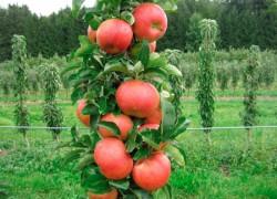 Правила выбора колонновидных яблонь
