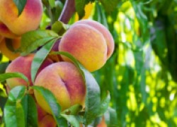 Вредители и болезни персиков и абрикосов 