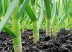 Нужные советы по выращиванию чеснока весной