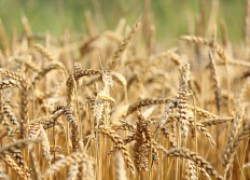 Пшеница – универсальный лекарь растений