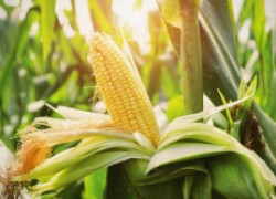 Воздушная кукуруза – лакомство для детей