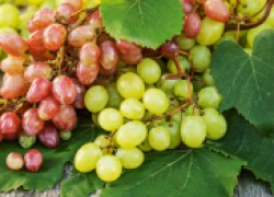 Самые ранние сорта винограда