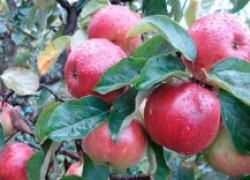 Всеми любимые сорта яблонь, которые исчезают с наших участков