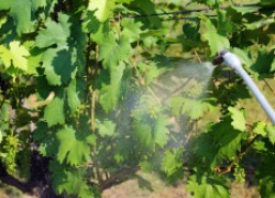 Виноград: и отравить, и накормить