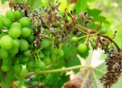 «Странная болезнь» винограда