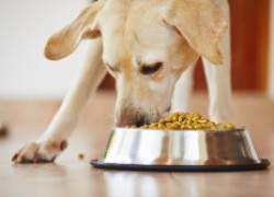 Чем вредно для собаки быстро есть? Миски для торопыжек