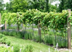 Совместимость винограда с различными растениями