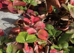 Почему листья земляники стали румяными