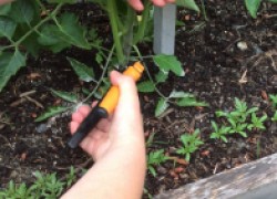 Зачем обрезать листья у помидоров