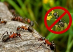 Почему надо бороться с муравьями