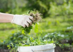 Удобрение на «зеленом газу» – лучшее для растений