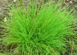 Газонная трава – полевица