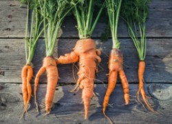 Почему морковка выросла корявой и жилистой