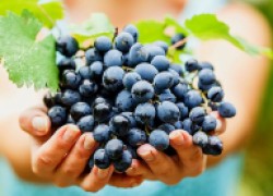 Проще некуда: микроэлементы и урожай винограда