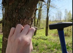 Мифы о забивании гвоздей в деревья