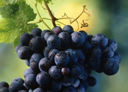 Жадничать нельзя: нормировка винограда гроздями