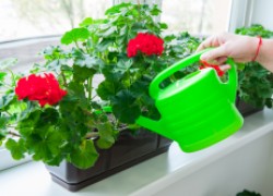 Общие правила полива комнатных растений