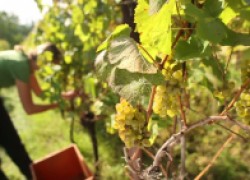 ПЯТЬ вредных работ на винограднике