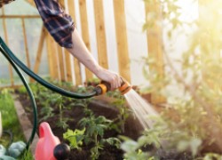 Помогите своему саду пережить жару
