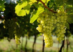Как работает Кабрио Топ на винограднике