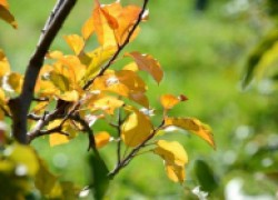 Ранняя осень в саду: опасная желтизна