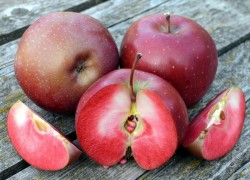 Красномясые яблочки