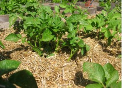 Картошка на соломе: снимаем урожай все лето 