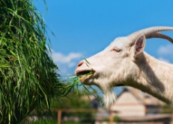 Обжорство у коз