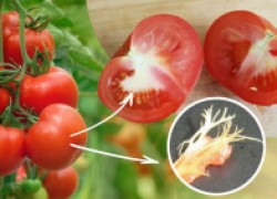 Почему помидоры жилистые и невкусные