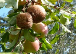 Почему гниют яблоки и груши