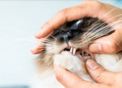 Проблемы с зубами у кошек