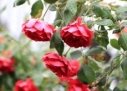 Пошаговая инструкция подкормки роз осенью