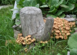 Для чего нужны грибы в саду